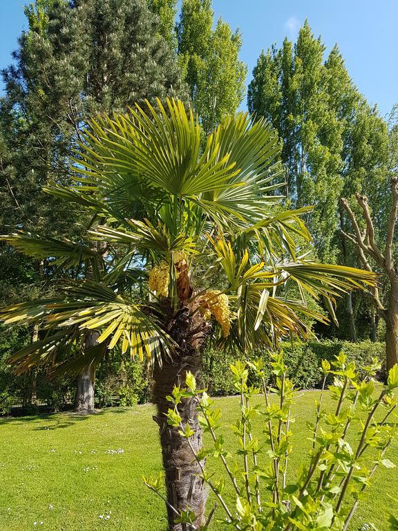 Hotel Du Golf Cabourg Eksteriør bilde